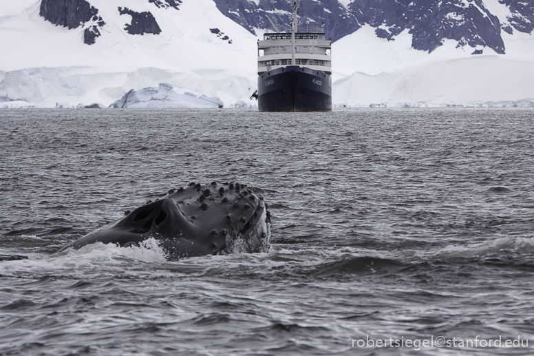 antarctica